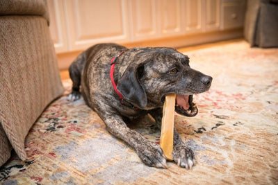 The Safe Dog Chew, Authentic Himalayan Yak Chew: Why Dogs Can't Get Enough