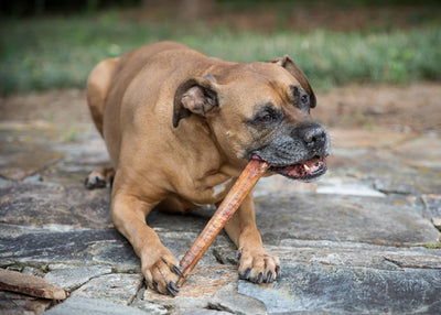 7 Things Dog Chew Companies Don't Tell You That Every Dog Owner Needs to Know