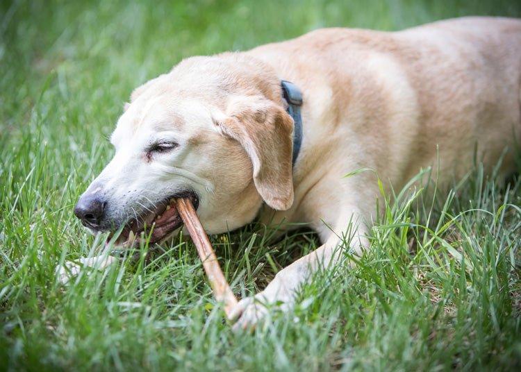 12-INCH STANDARD BULLY STICKS - The Safe Dog Chew Company