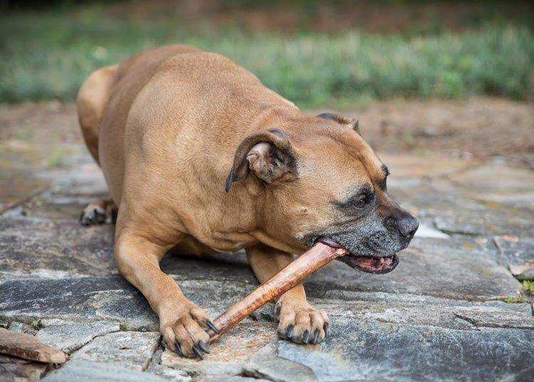BULLY STICKS 12-INCH MONSTER - The Safe Dog Chew Company